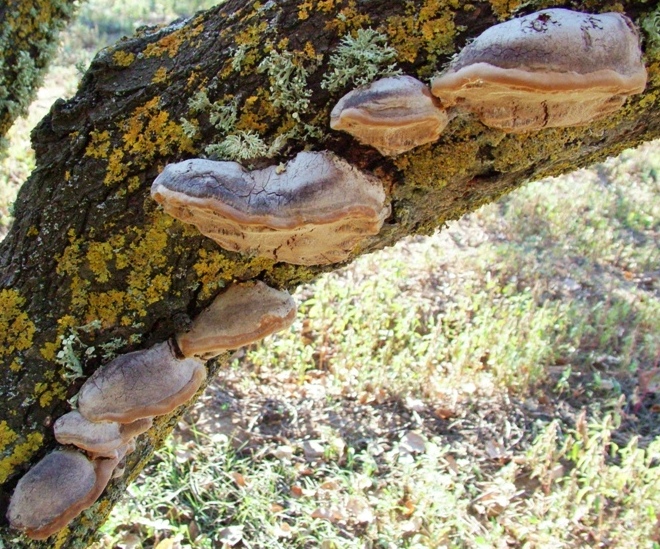 Phellinus robustus
