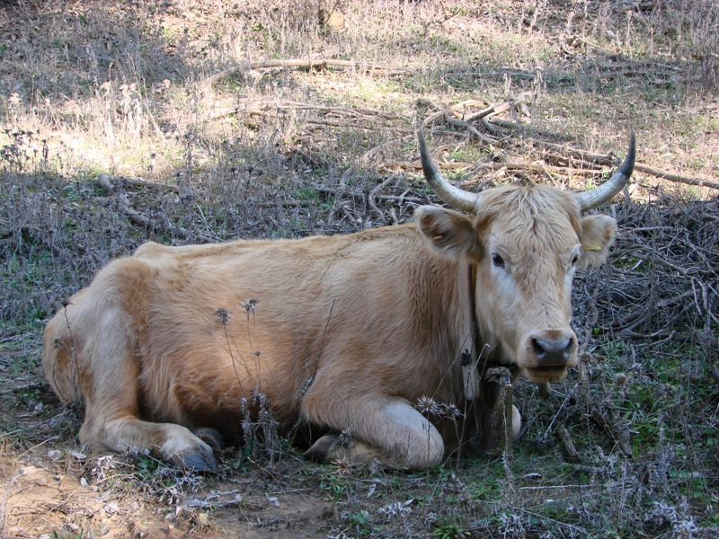 Animali al pascolo
