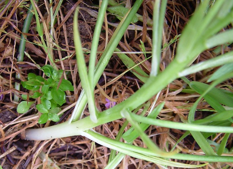 Ornithogalum umbellatum / Latte di gallina comune
