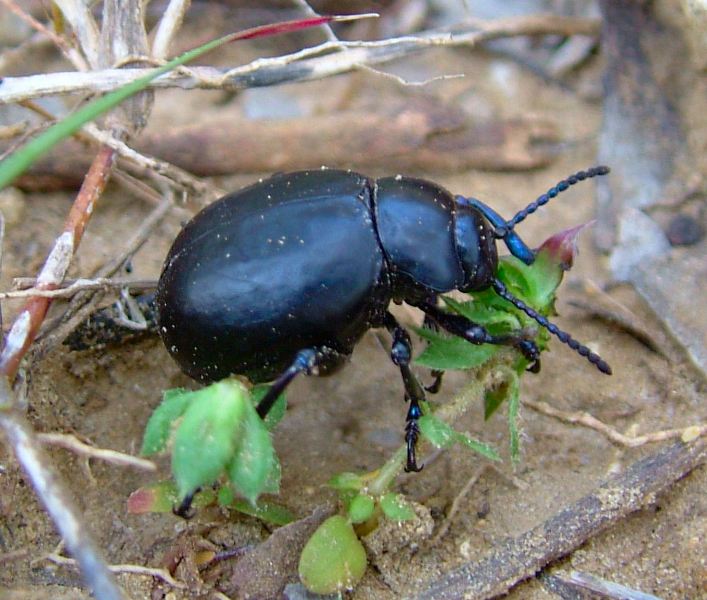 Coleottero Crisomelide: Timarcha pimelioides
