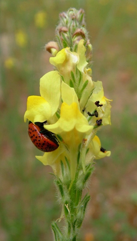 Chrysolina variolosa (Coleoptera, Chrysomelidae)