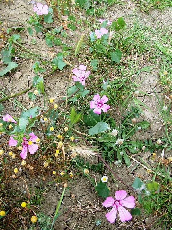 Malva trimestris / Malva reale