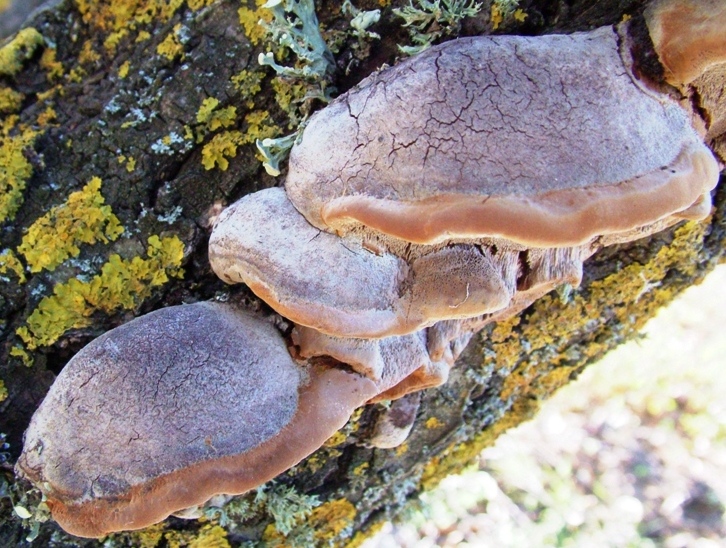 Phellinus robustus