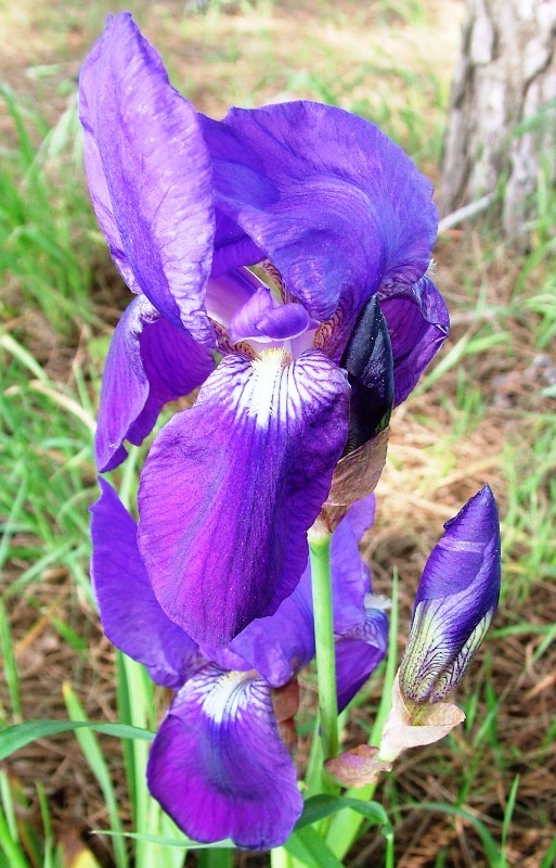 Iris germanica