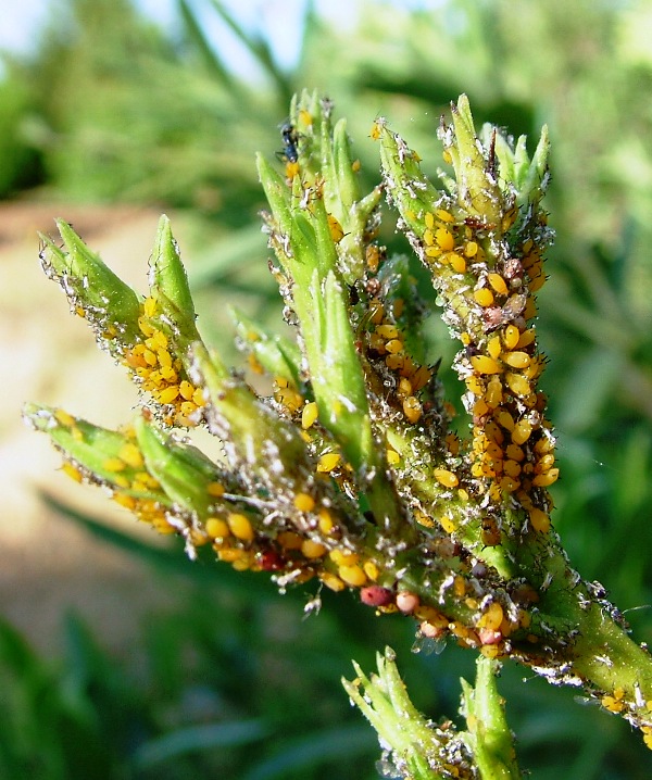 Aphis nerii?  S !