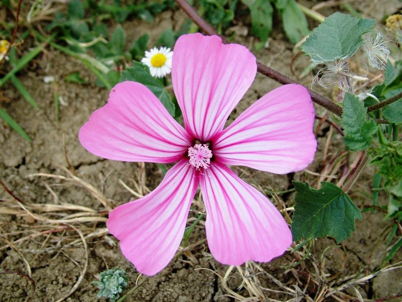 Malva trimestris / Malva reale