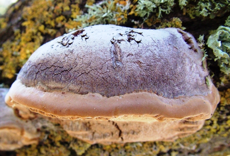 Phellinus robustus