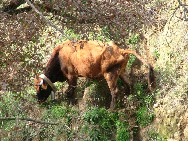 Animali al pascolo