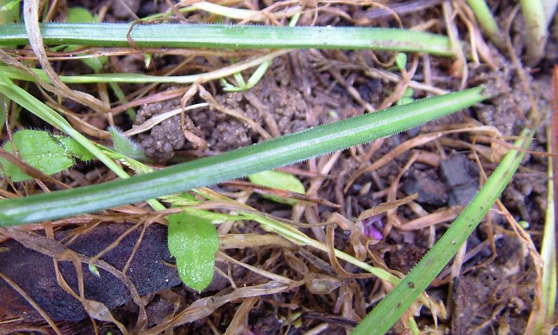 Ornithogalum umbellatum / Latte di gallina comune