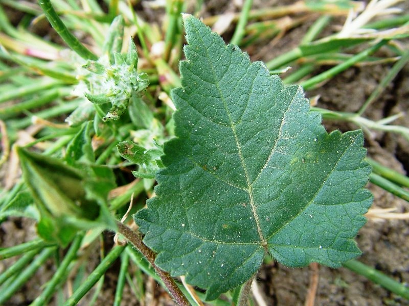 Malva trimestris / Malva reale