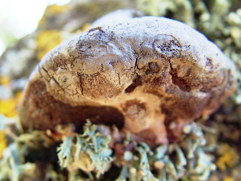 Phellinus robustus