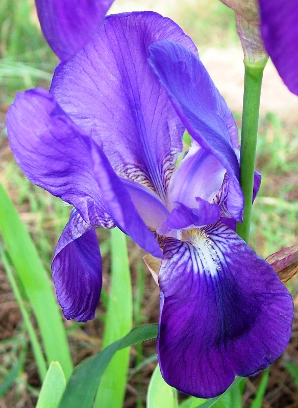 Iris germanica