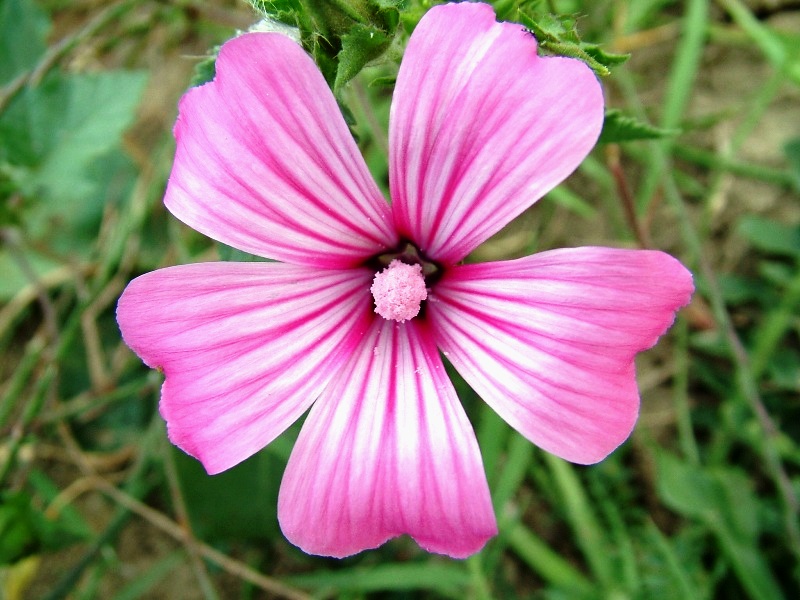 Malva trimestris / Malva reale