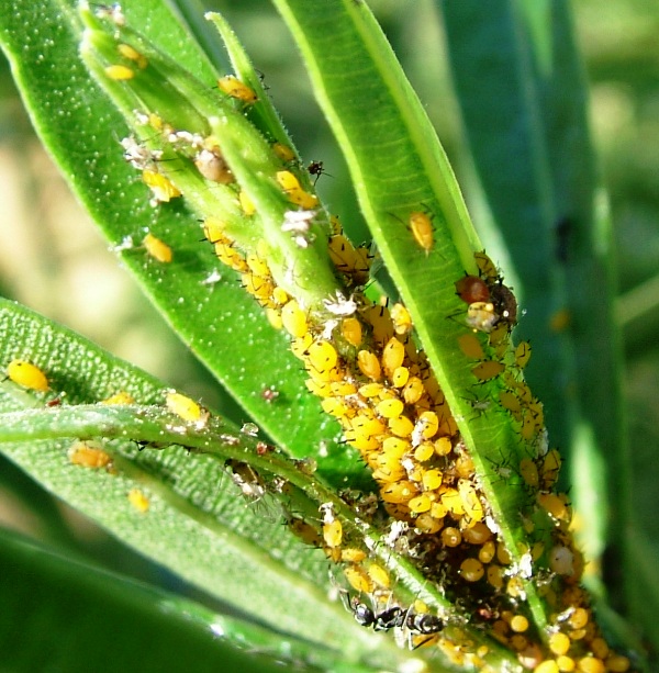 Aphis nerii?  S !