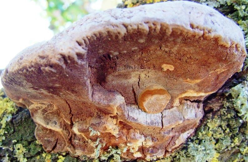 Phellinus robustus