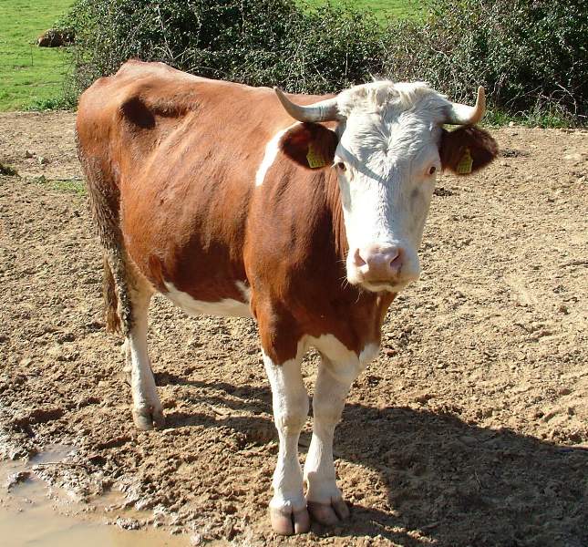 Animali al pascolo