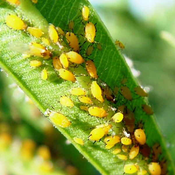 Aphis nerii?  S !