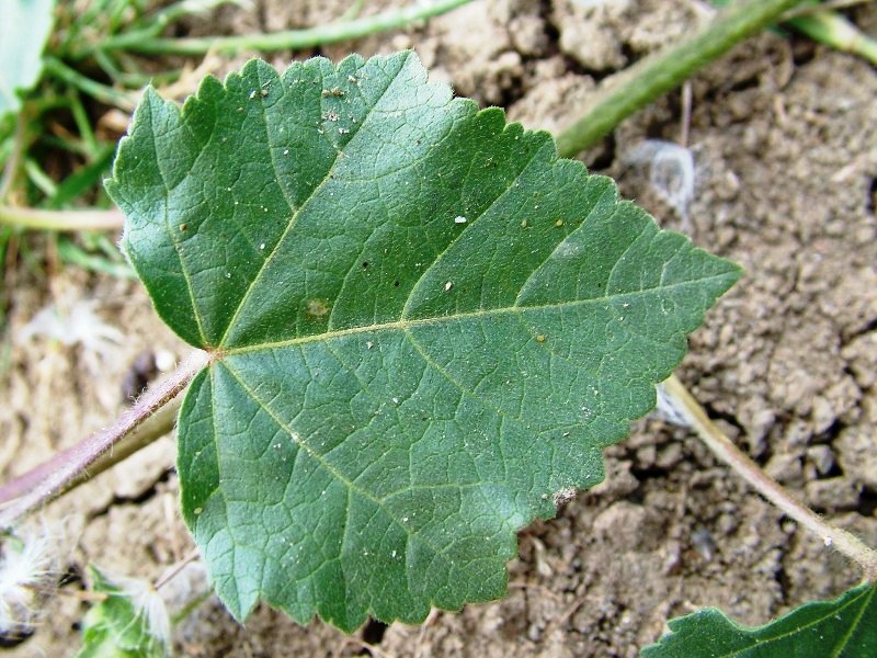 Malva trimestris / Malva reale