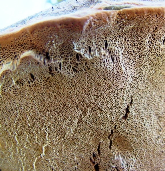 Phellinus robustus