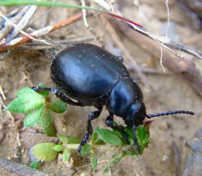 Coleottero Crisomelide: Timarcha pimelioides