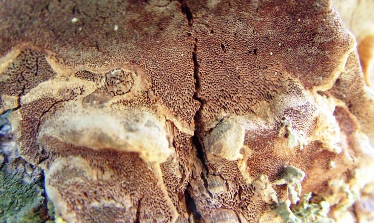 Phellinus robustus