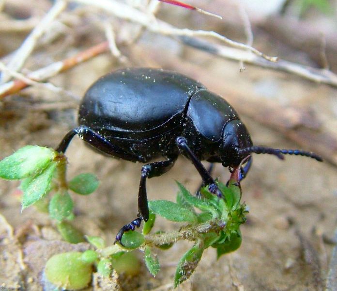 Coleottero Crisomelide: Timarcha pimelioides