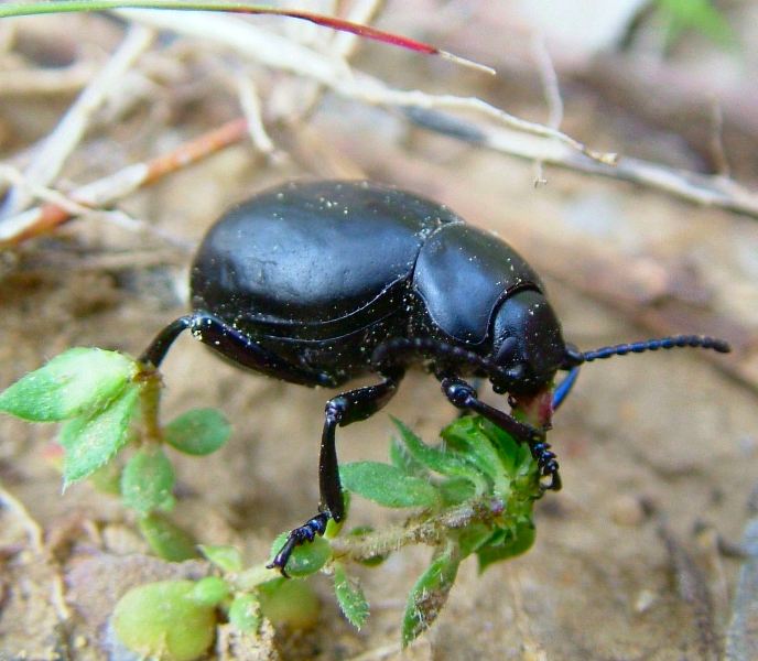 Coleottero Crisomelide: Timarcha pimelioides