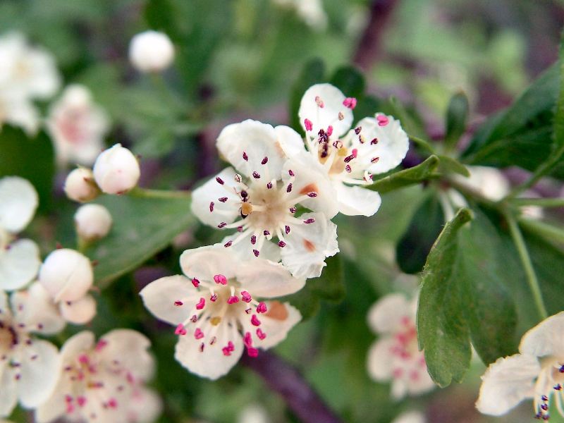 Crataegus monogyna / Biancospino comune