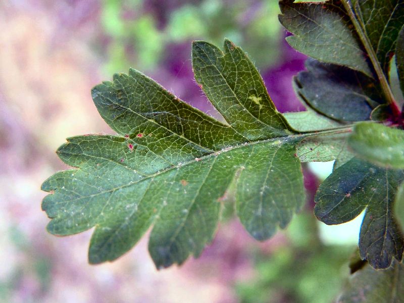 Crataegus monogyna / Biancospino comune