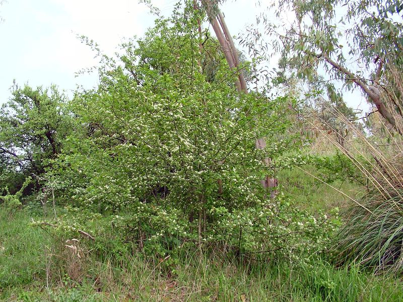 Crataegus monogyna / Biancospino comune