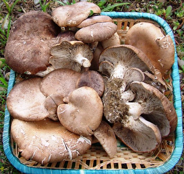 un gradito omaggio... ma di cosa?