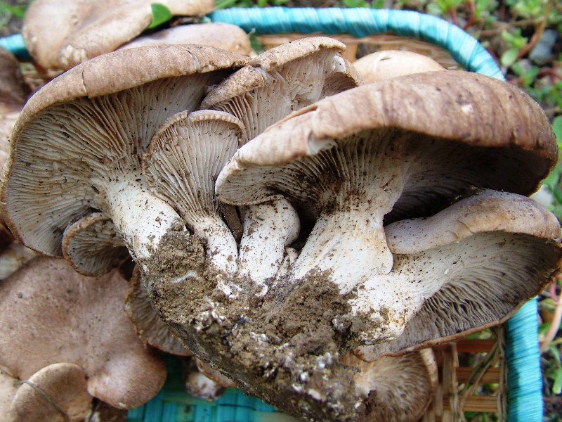 un gradito omaggio... ma di cosa?