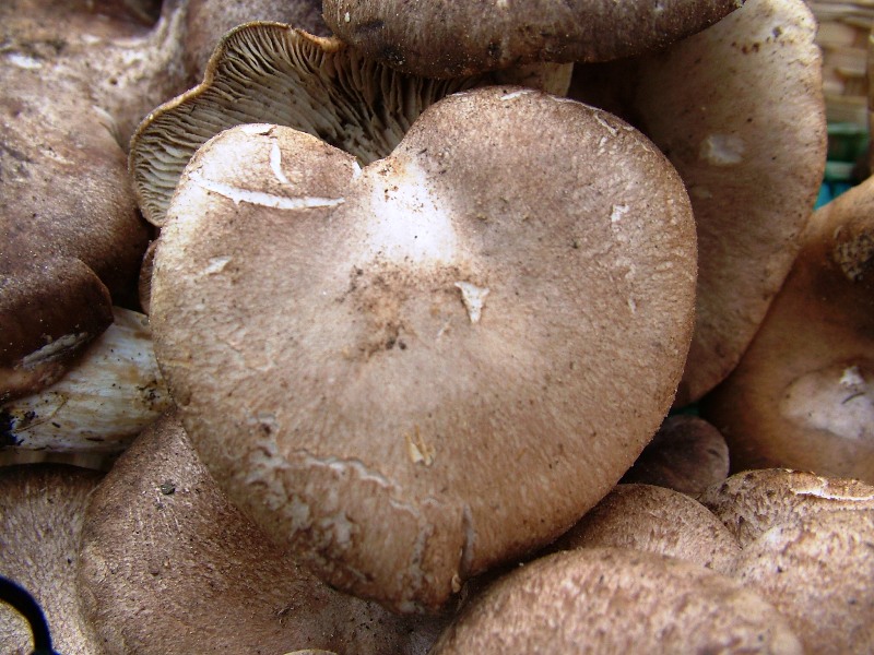 un gradito omaggio... ma di cosa?