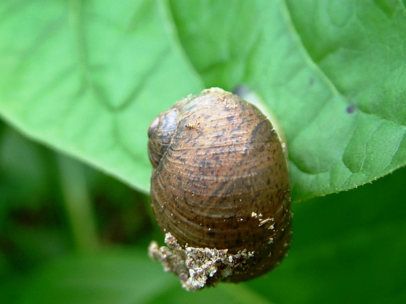 Cantareus apertus
