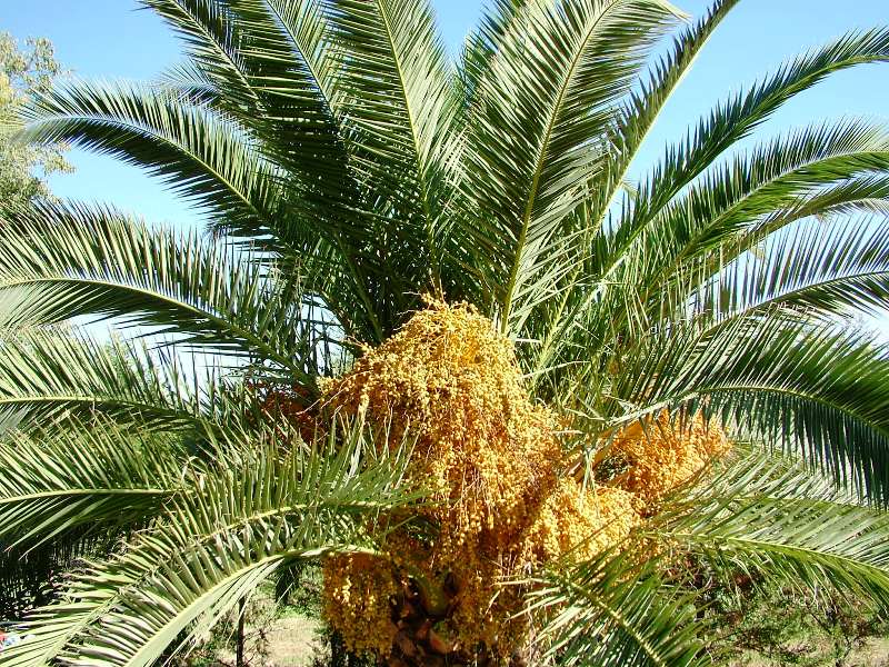 Phoenix canariensis / Palma delle Canarie