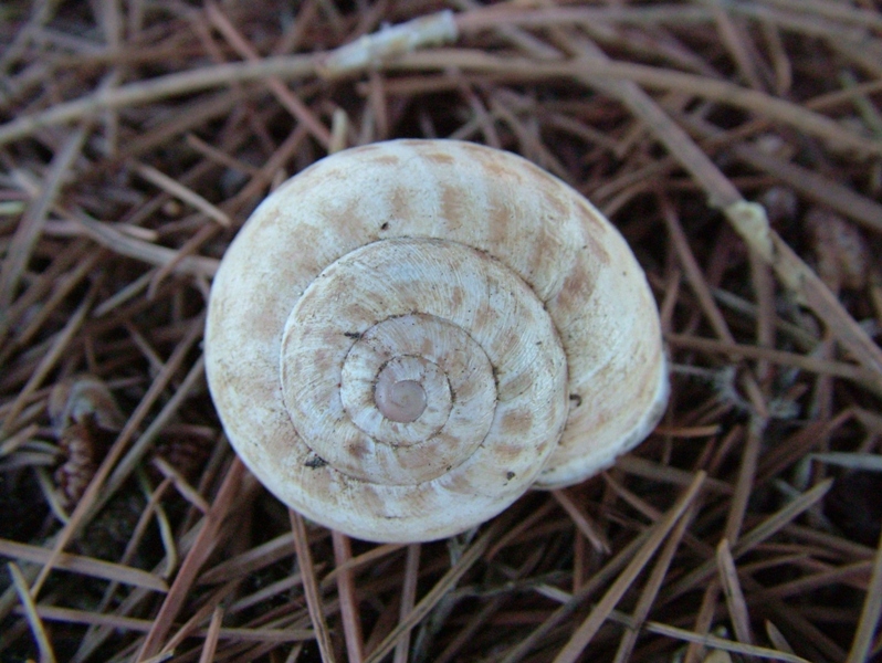 Eobania vermiculata