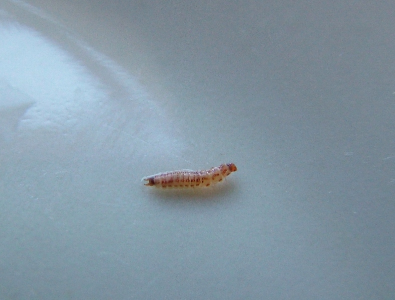 Larva di coleottero