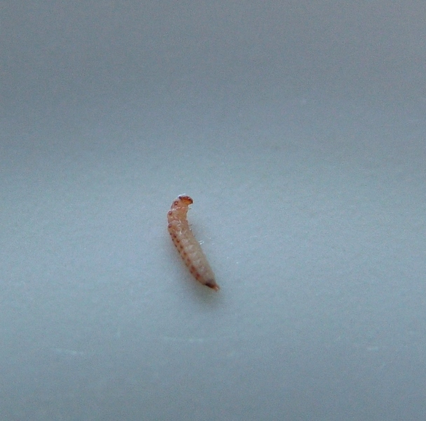 Larva di coleottero