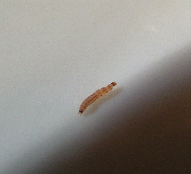 Larva di coleottero