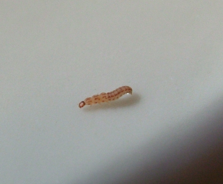 Larva di coleottero