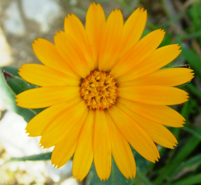 Compositae: fiori nel 
