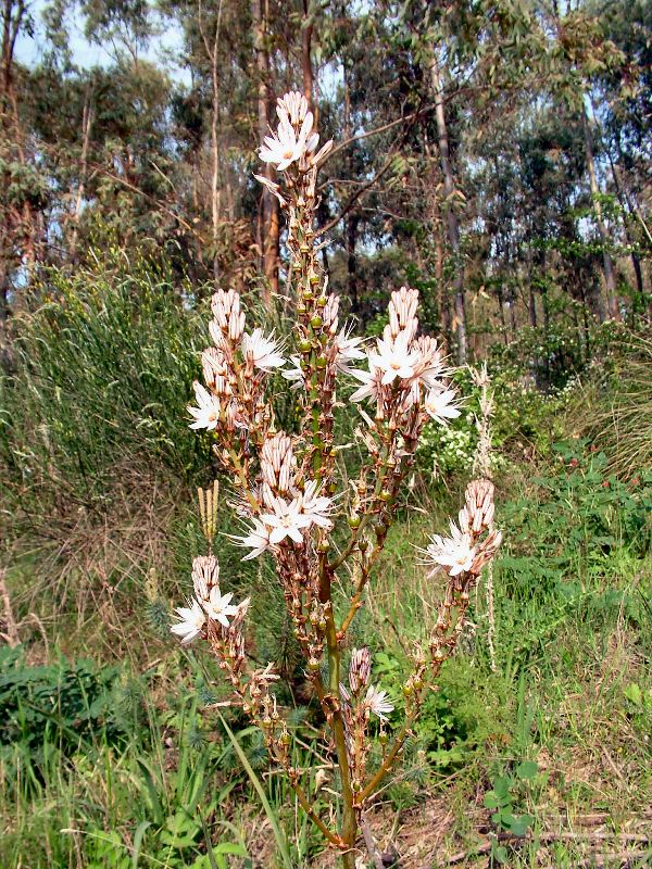 Asphodelus ramosus?
