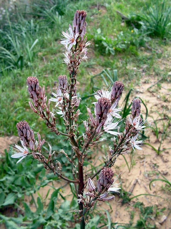 Asphodelus ramosus?