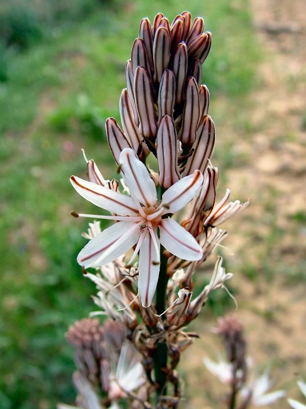 Asphodelus ramosus?