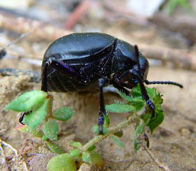 Coleottero Crisomelide: Timarcha pimelioides