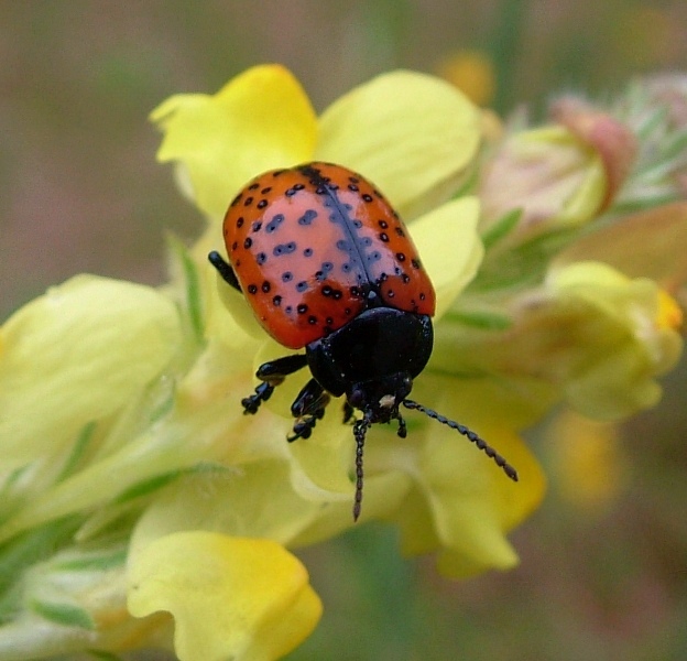 Chrysolina variolosa (Coleoptera, Chrysomelidae)