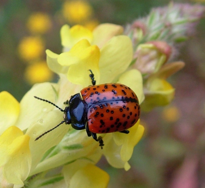 Chrysolina variolosa (Coleoptera, Chrysomelidae)