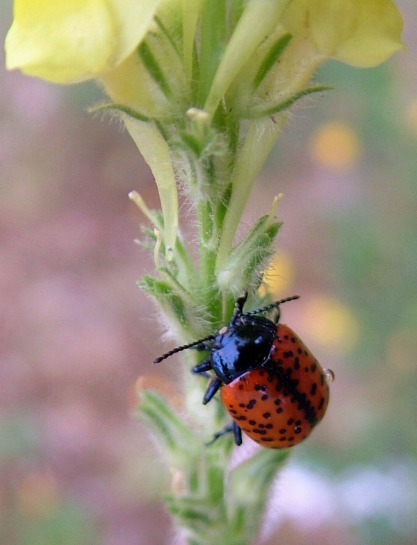 Chrysolina variolosa (Coleoptera, Chrysomelidae)