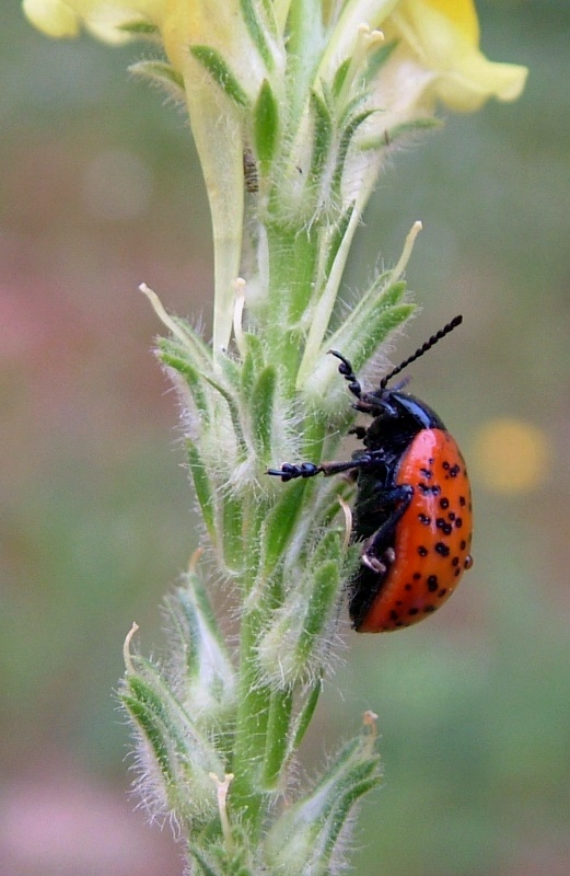 Chrysolina variolosa (Coleoptera, Chrysomelidae)