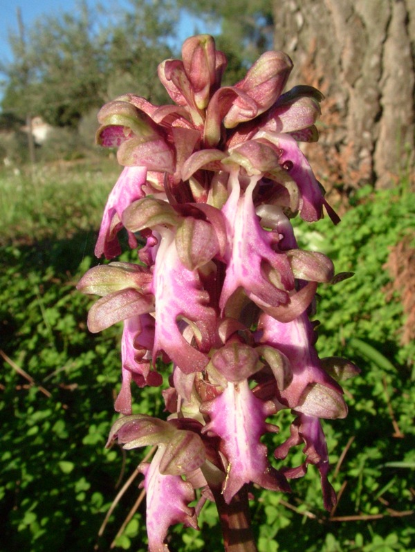 Barlia robertiana / Barlia